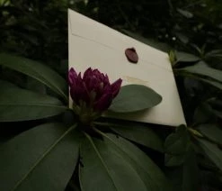 The Cards Of Confound - Mysterieuze Puzzelkaarten (English) 29 The Cards Of Confound - Mysterieuze Puzzelkaarten (English) -Vloerspellen Verkoop 550x366 144