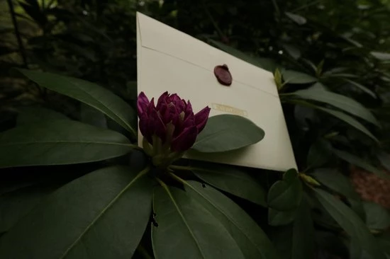 The Cards Of Confound - Mysterieuze Puzzelkaarten (English) 9 The Cards Of Confound - Mysterieuze Puzzelkaarten (English) - Afbeelding 9