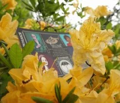 The Cards Of Confound - Mysterieuze Puzzelkaarten (English) 32 The Cards Of Confound - Mysterieuze Puzzelkaarten (English) -Vloerspellen Verkoop 550x366 147